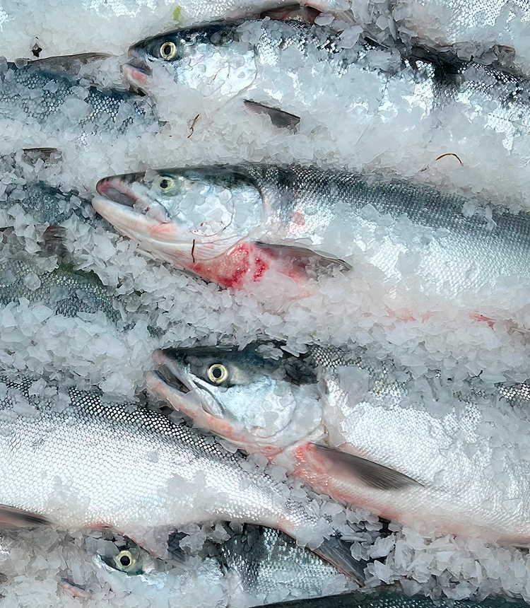 Alaska Seafood