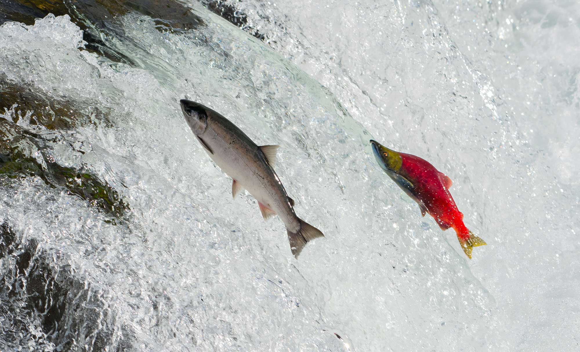 A salmon jumping out of clear water, showcasing its vibrant colors.
